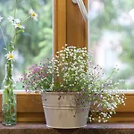 Apartma Alpine Spot *