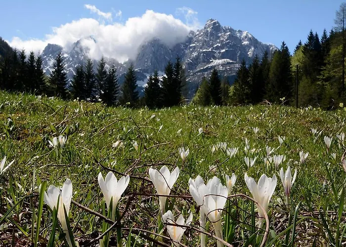 Апартаменты Alpine Spot *